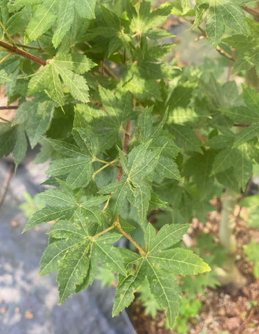 Acer sieboldianum 'Kinugasa yama' - mapleridgenursery